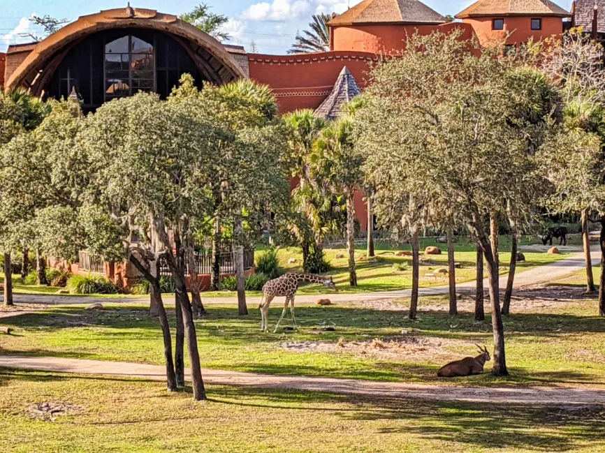 Giraffe on Savannah by Jambo House Lobby Animal Kingdom Lodge Walt Disney World Orlando 2