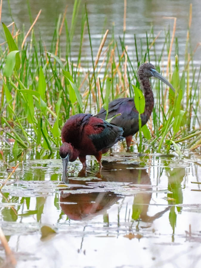 Glossy Ibises at Winding Waters Preserve Palm Beach County Florida 1
