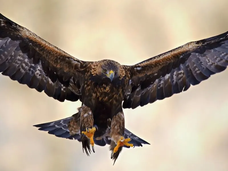 Golden Eagle at Hells Canyon Idaho