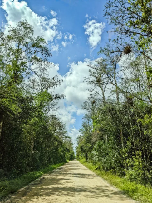 Grand Loop Road Big Cypress National Preserve Florida 3