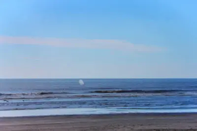 Gray Whale off shore at Long Beach Peninsula Washington 1