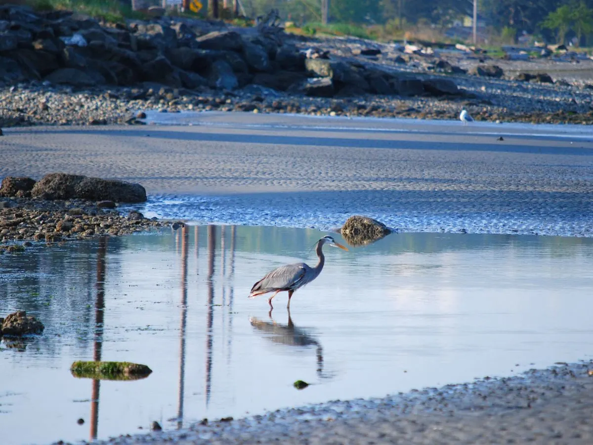 Great Blue Heron in Birch Bay Whatcom County Washington
