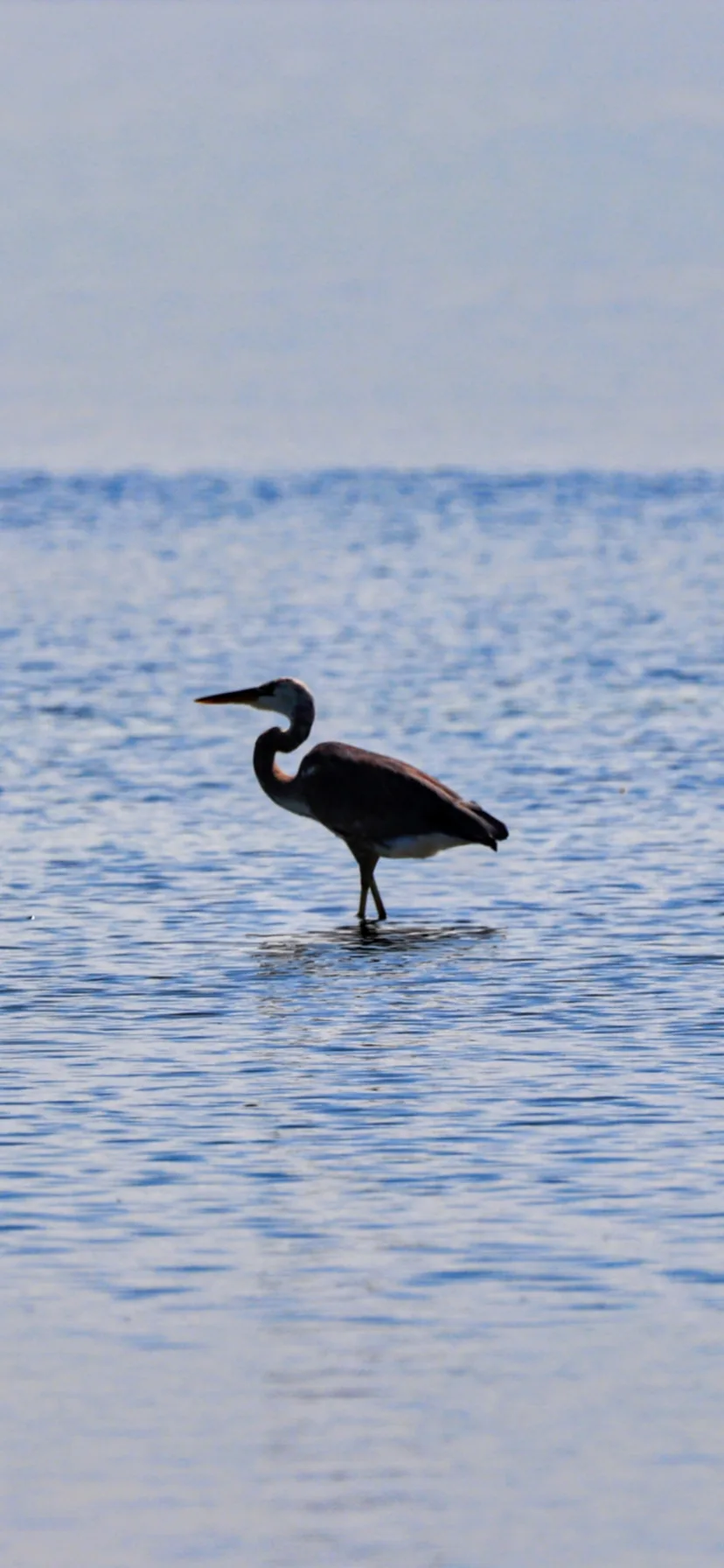 Great Blue Heron in Key West National Wildlife Refuge Florida Keys