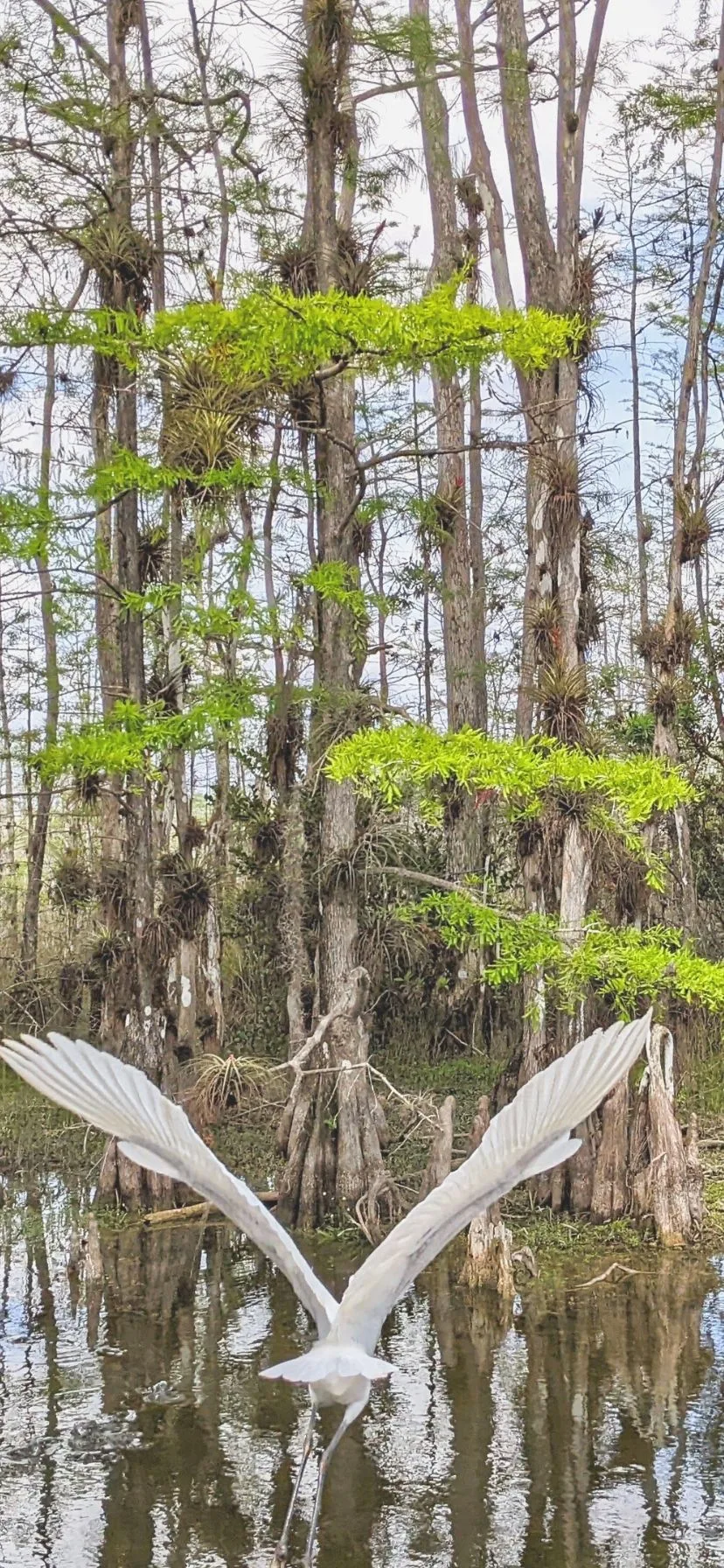 Great Egret Flying in Big Cypress National Preserve Florida