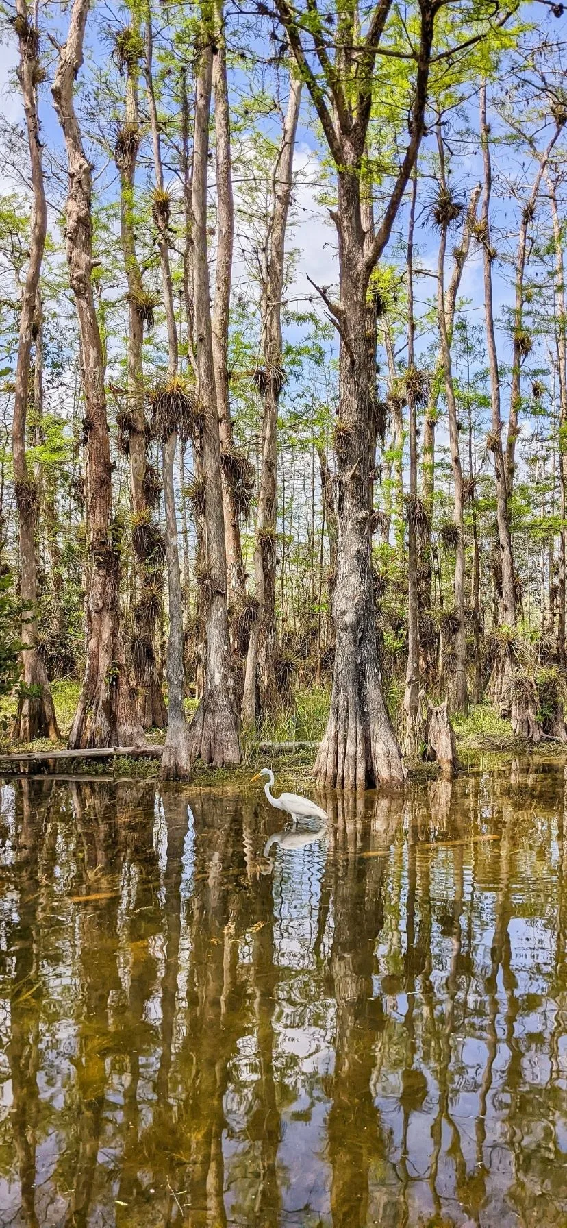 Great Egret in Big Cypress National Preserve Florida