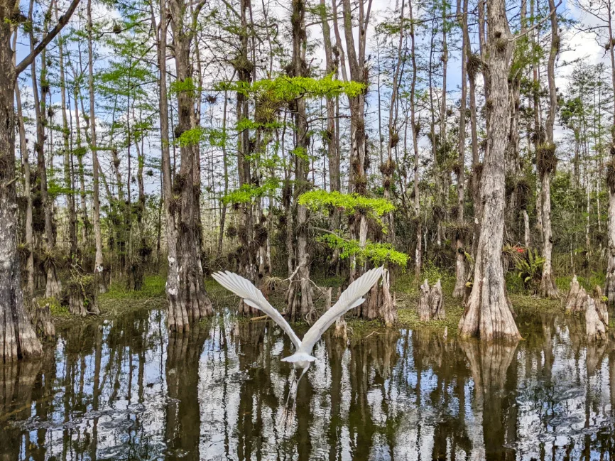 Great Egret in Swamp Grand Loop Big Cypress National Preserve Florida 5