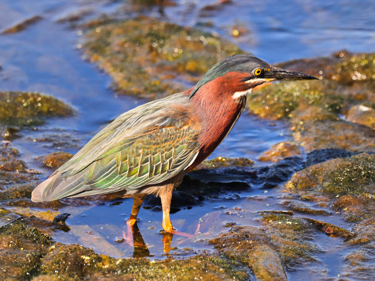 Green Heron at Edward Ball Wakulla Springs State Park Tallahassee Florida 1