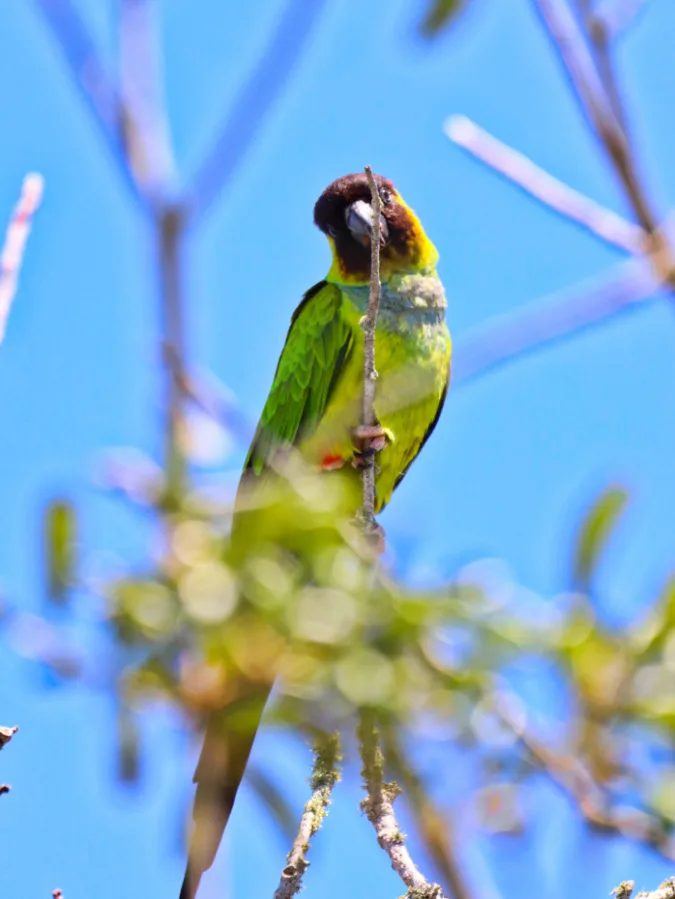 Green Nanday Conure on Key Largo Florida Keys 2