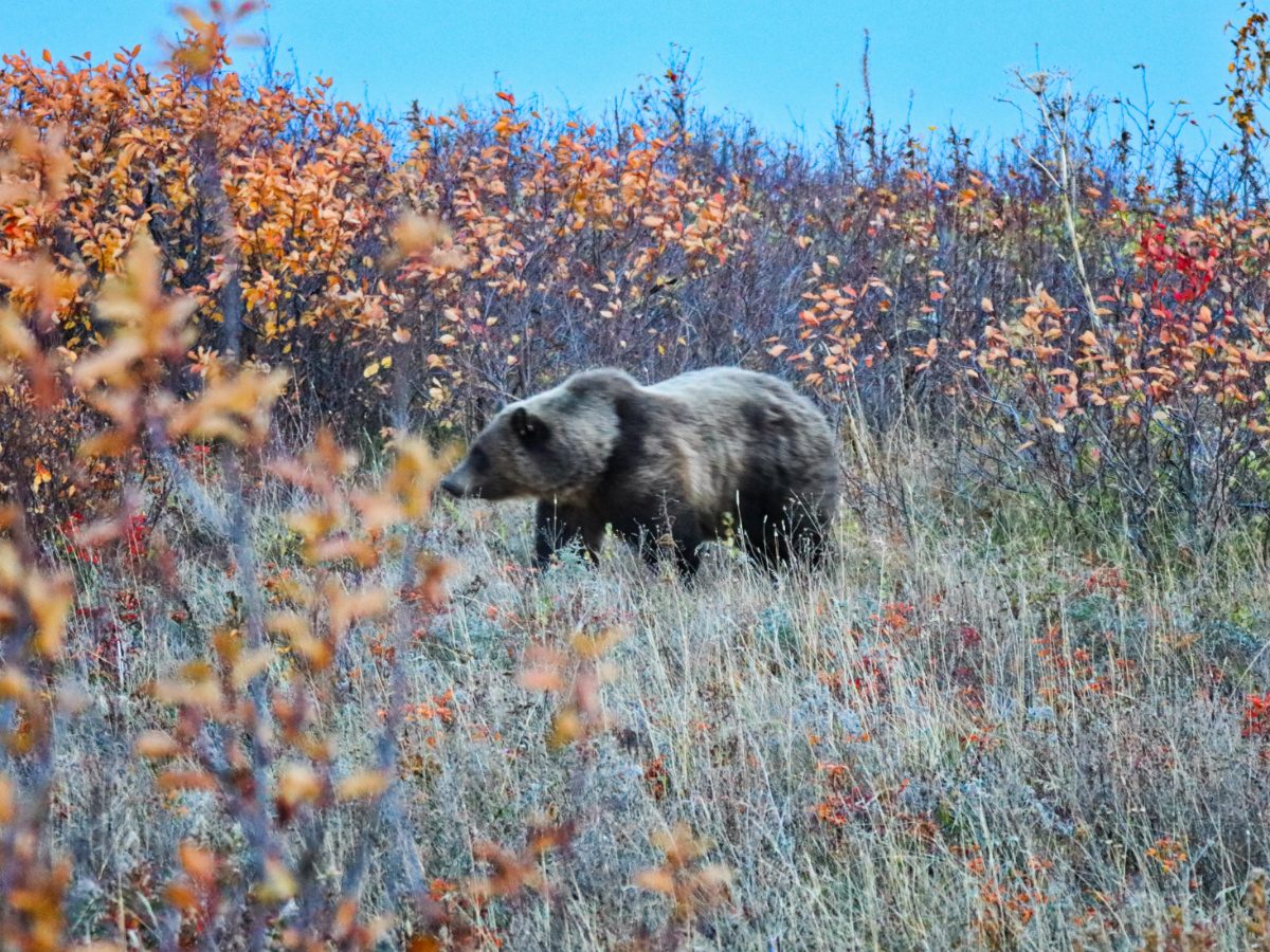 Grizzly Bear at Two Dog Flats St Mary Glacier National Park Montana 2
