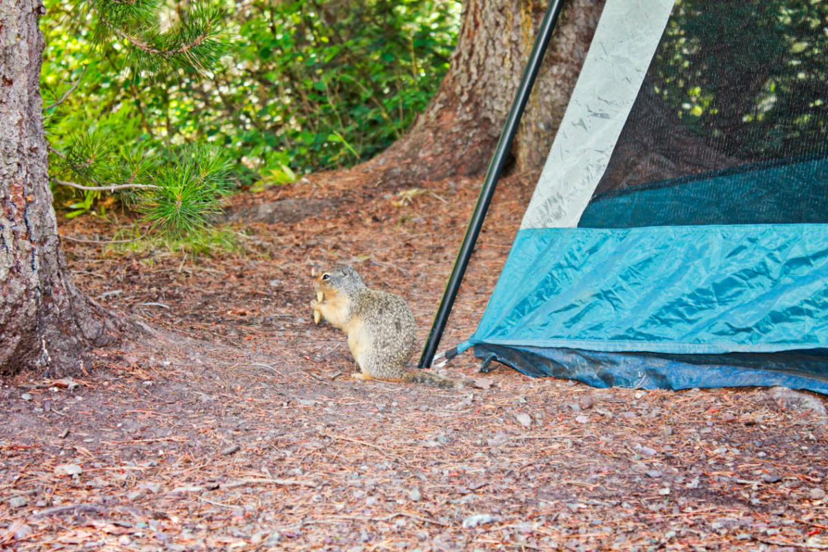 Ground Squirrel at Sprague Creek Campground Glacier National Park Montana 1