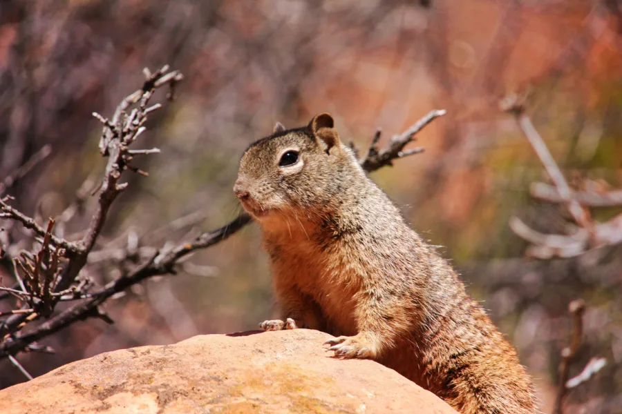 Ground squirrel in Zion National Park Utah 1