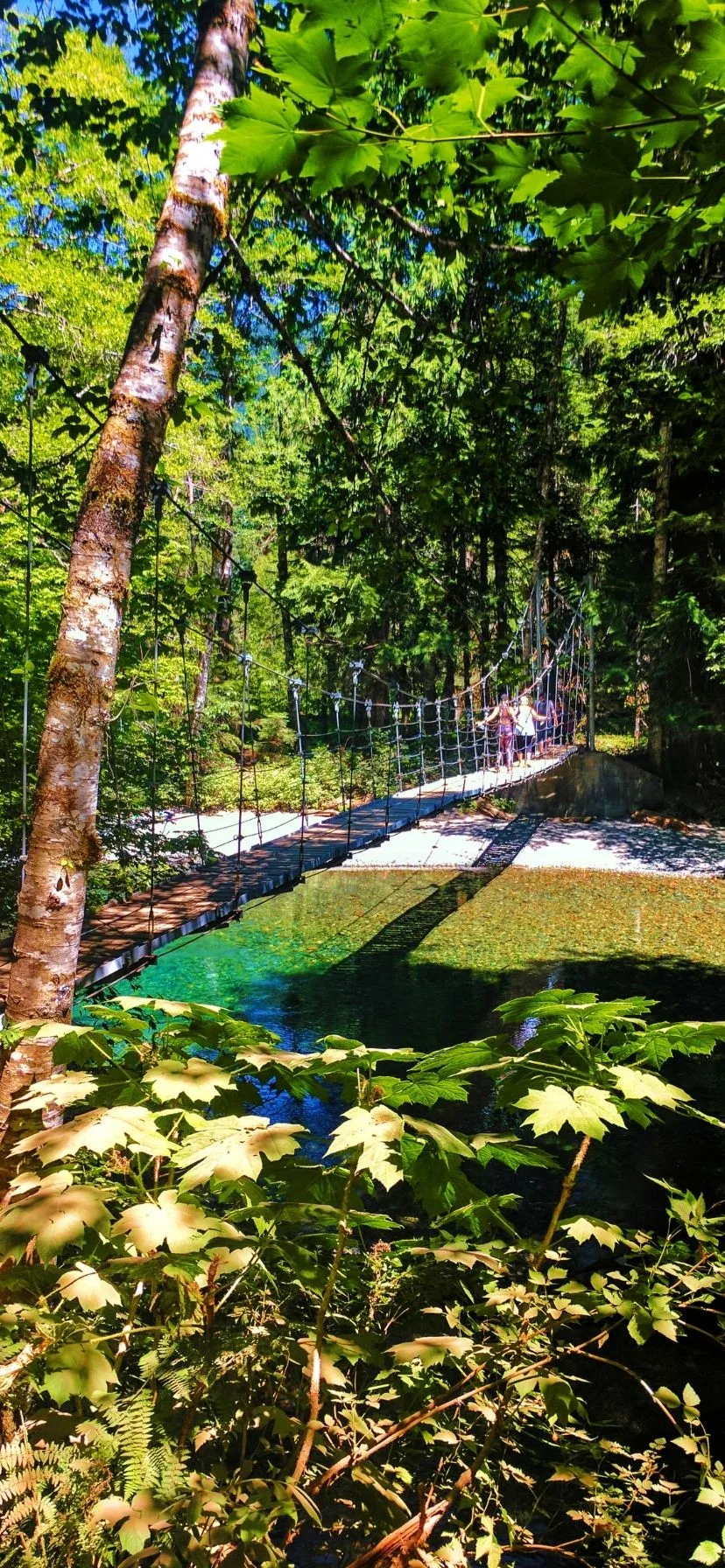 Grove of the Patriarchs Day Hikes at Mount Rainier National Park