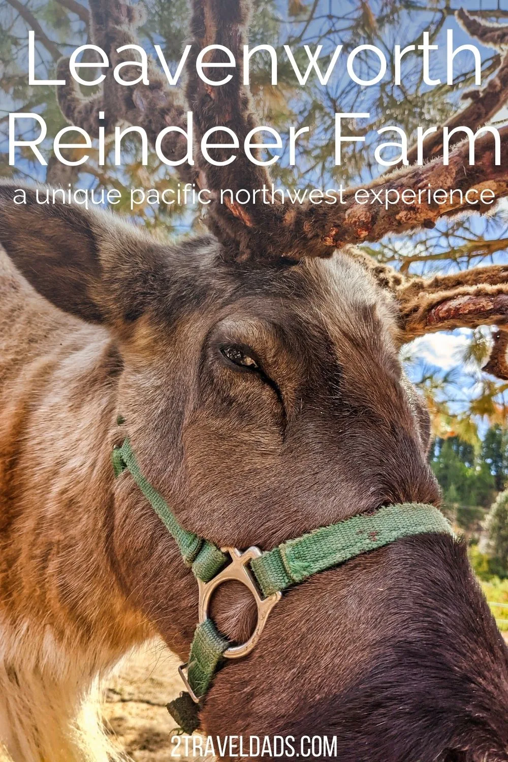 The Leavenworth Reindeer Farm is one of the best things to do when visiting Washington's Bavarian village. See what to expect and things to do and then plan a visit to this unique Pacific Northwest farm.