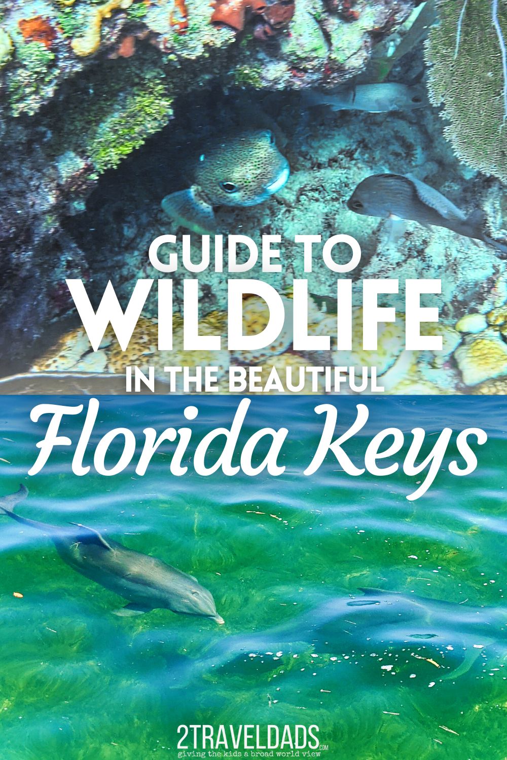 The wildlife in the Florida Keys is just as incredible as the turquoise waters and beautiful resorts. We've picked our favorite creatures to encounter, to dive with, and observe from the land. Tips for wildlife sighting and top tours for responsible wildlife experiences.