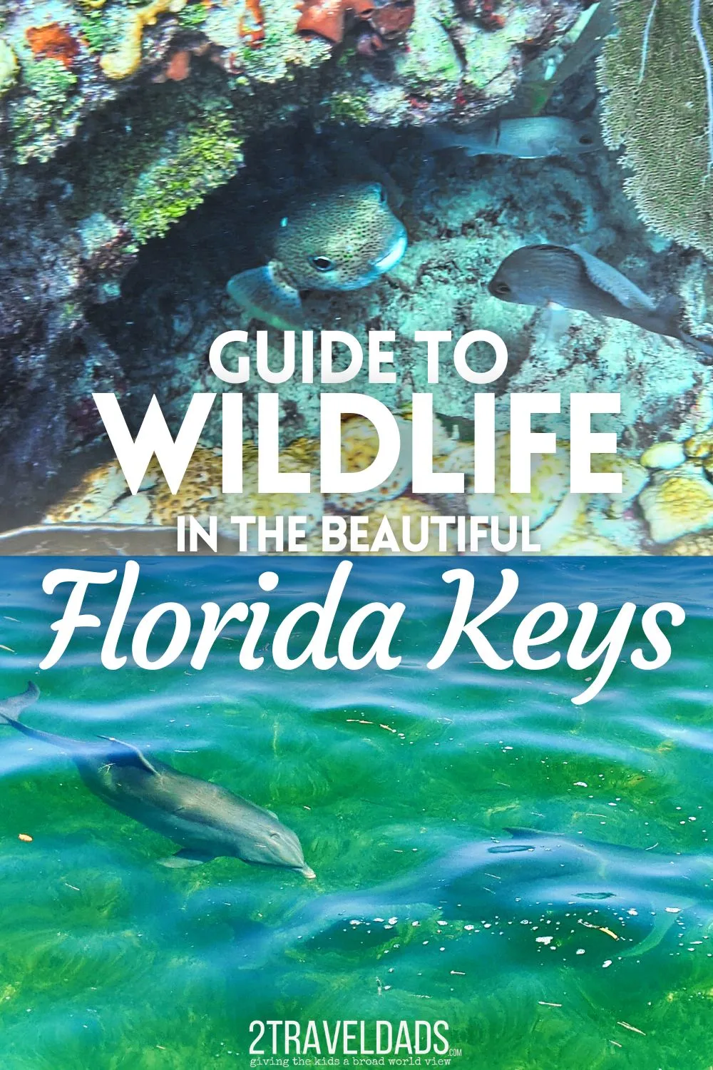 Wp- Freshwater Fish of Florida Field Guide - Florida National Parks  Association