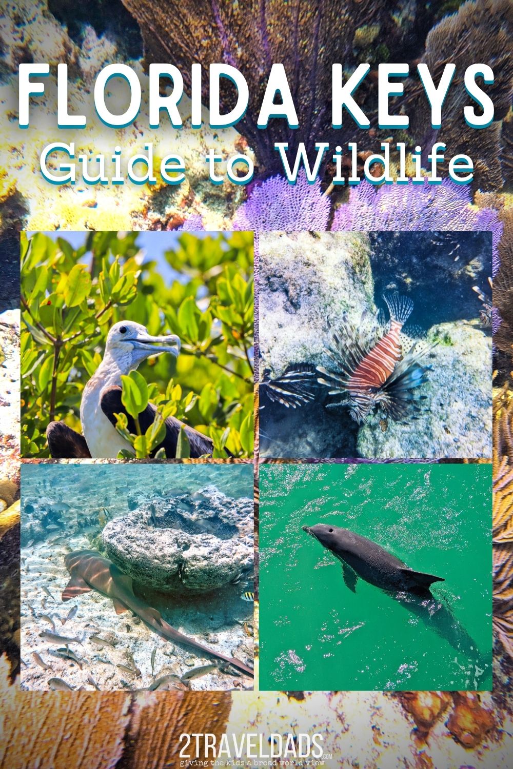 The wildlife in the Florida Keys is just as incredible as the turquoise waters and beautiful resorts. We've picked our favorite creatures to encounter, to dive with, and observe from the land. Tips for wildlife sighting and top tours for responsible wildlife experiences.