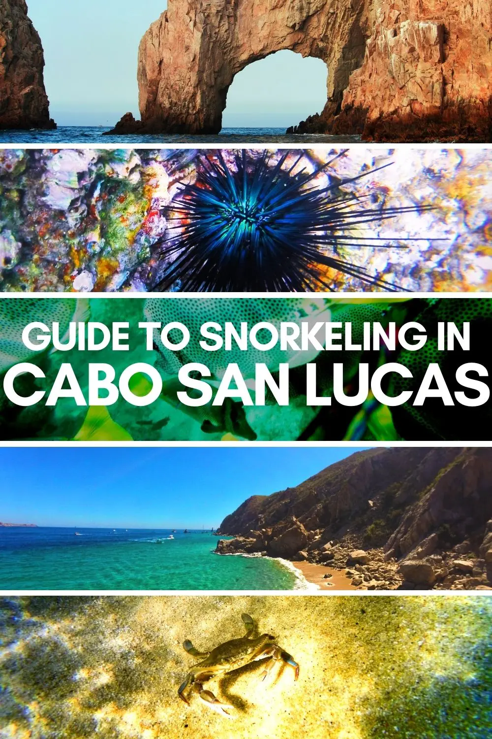 Guide to snorkeling in Cabo San Lucas, all the way up to Cabo Pulmo National Park. Snorkeling maps and tour recommendations, on your own or with kids. Best of Baja beaches and wildlife.