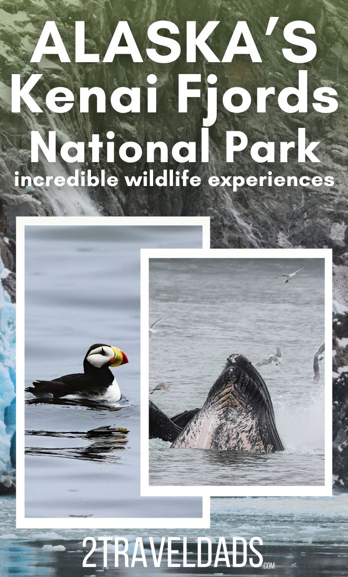 Visiting Kenai Fjords National Park in Alaska should be on everyone's wildlife adventure bucket list. From amazing humpback whales and orcas to watching glaciers calve off into the fjords, it's incredible. Guide to boat tours, hiking and planning Kenai Fjords NP.