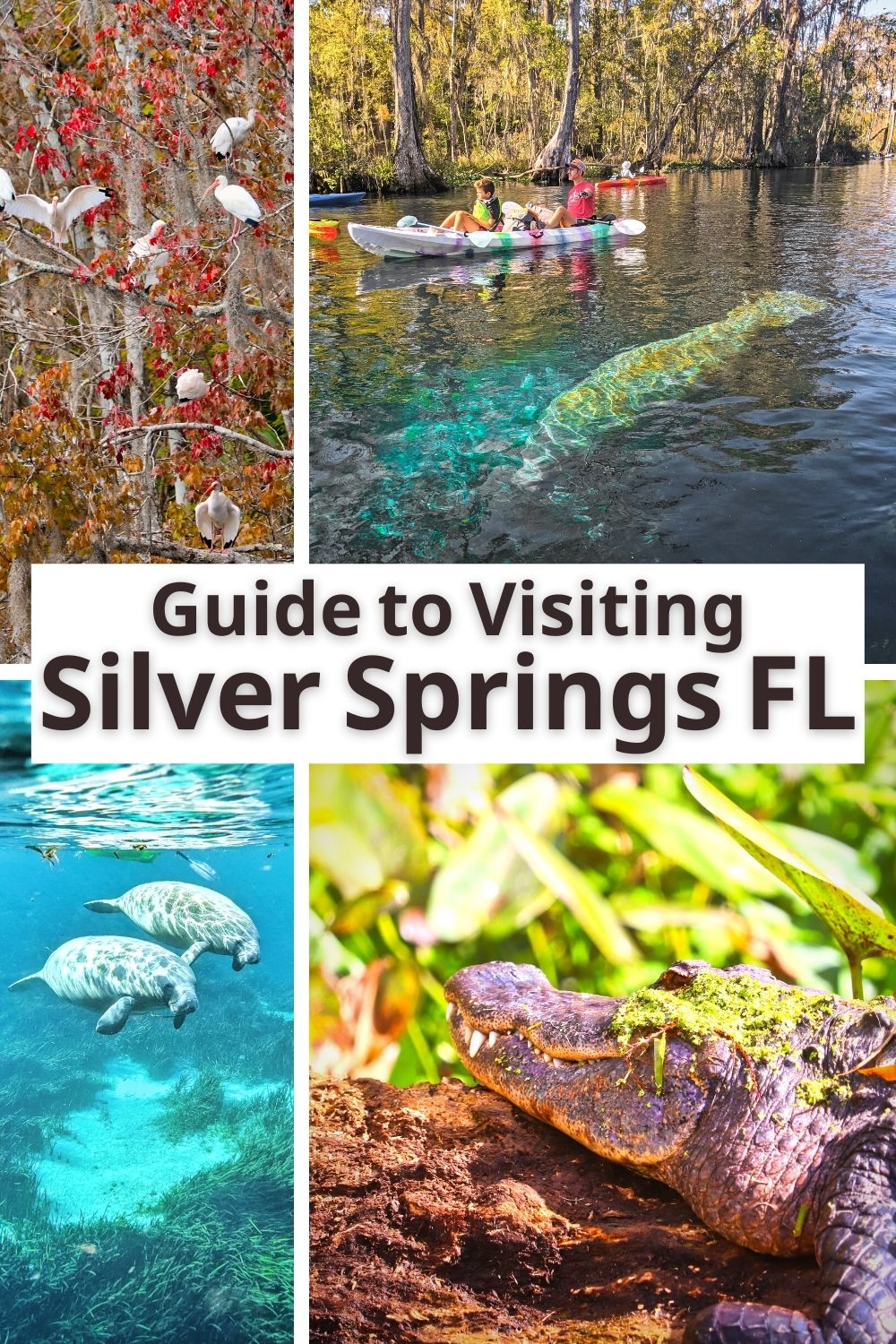 Silver Springs State Park is one of the prettiest places in Florida, and perhaps the best state park. Guide to manatees, kayaking, trails, glass bottom boats and visiting Silver Springs.