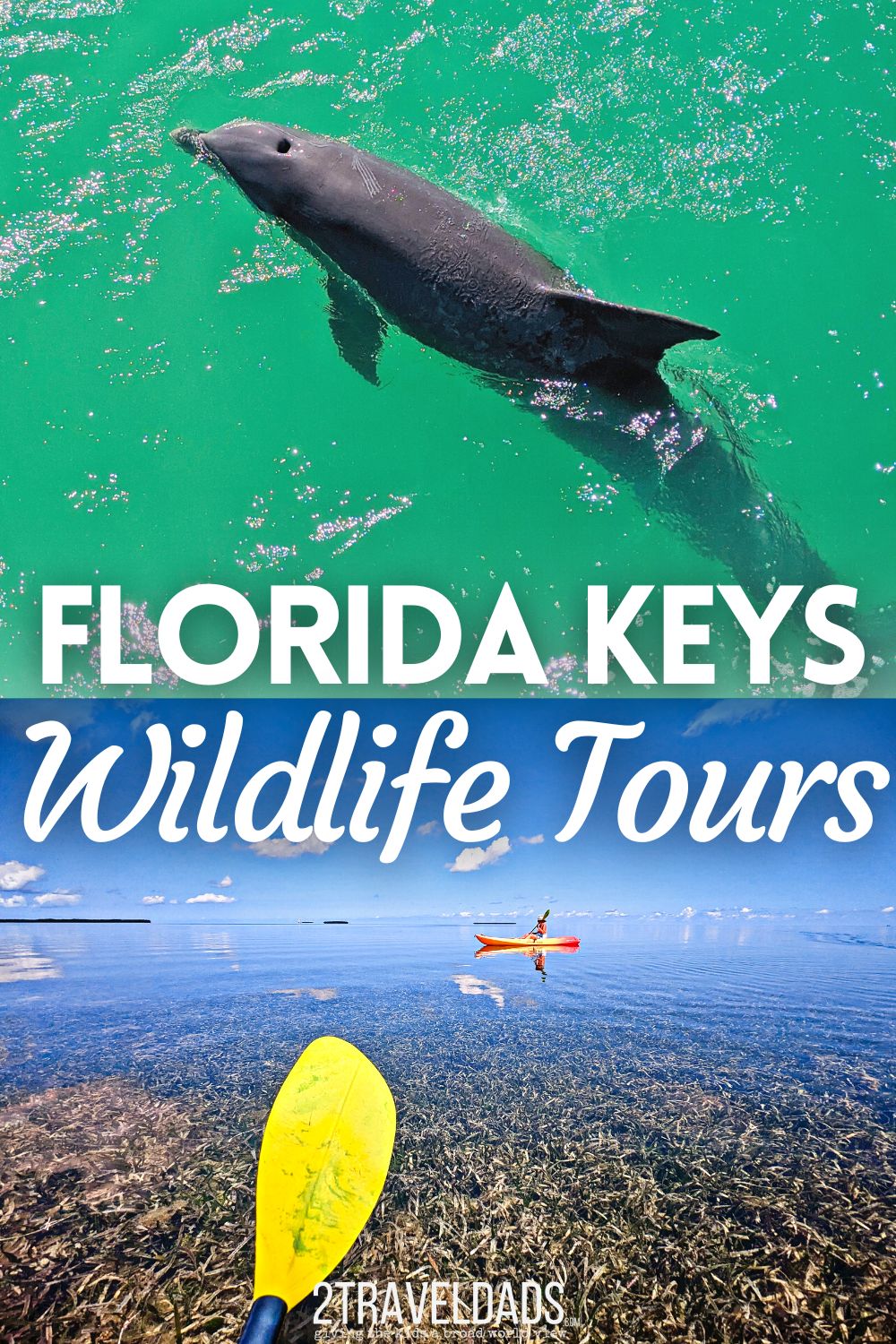 There are lots of great wildlife tours in the Florida Keys, for everything from seeing dolphins to diving at beautiful reefs. We've picked our favorite wildlife tours including kayaking, sailing and catamarans to help visitors plan great experiences.