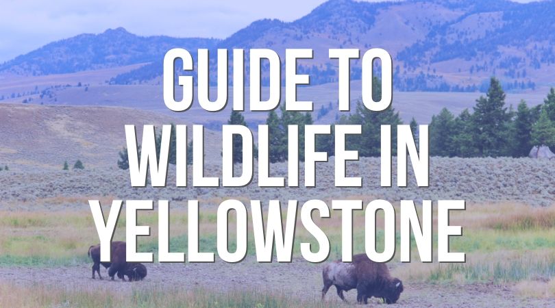 This is a guide to the best wildlife viewing in Yellowstone National Park. Best spots to see bears, moose, bison and more. Tips for viewing and photographing in Yellowstone.