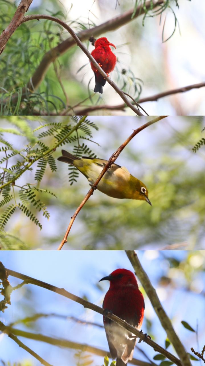 Birdwatching in Haleakala National Park