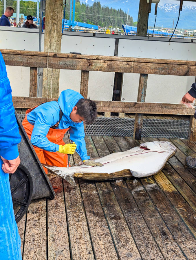 Halibut Derby on Waterfront in Valdez Alaska