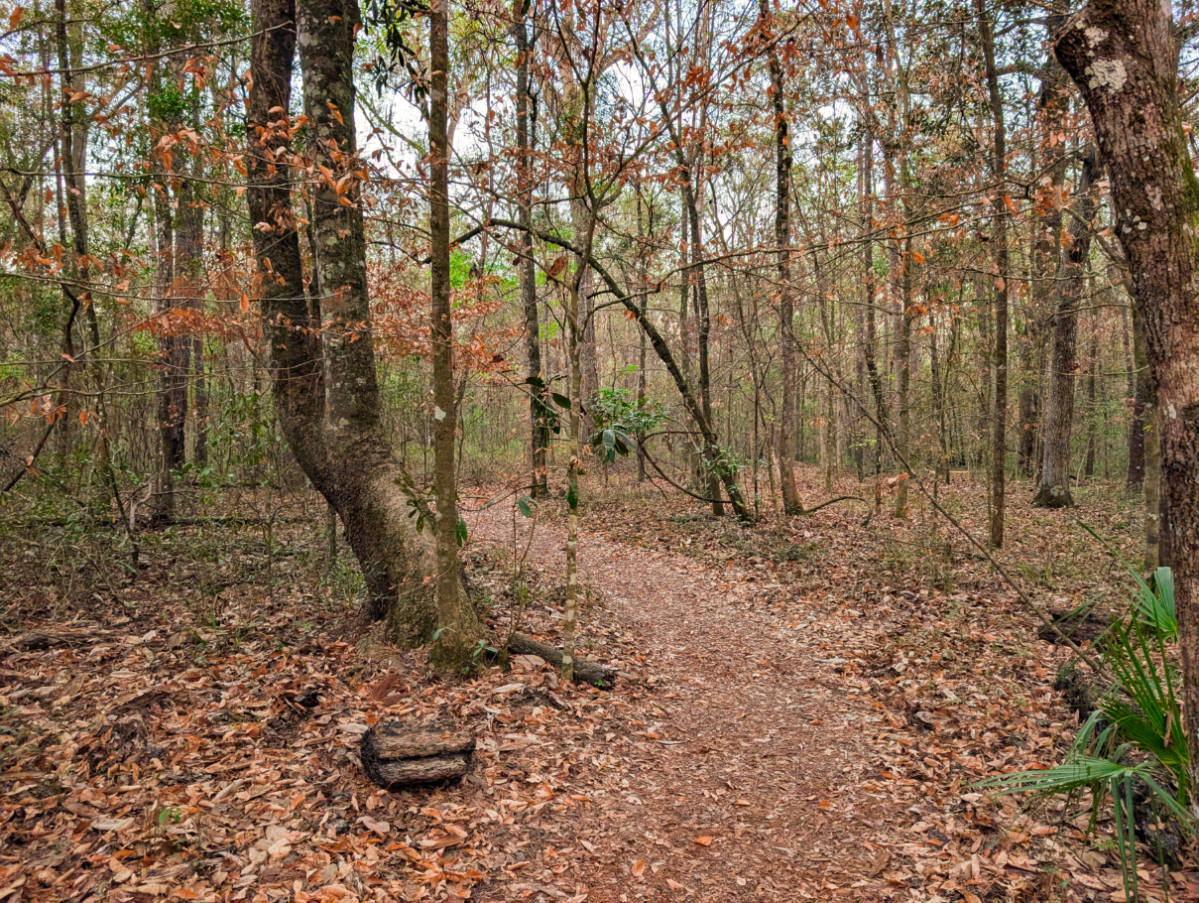 Hammock Trail at Edward Ball Wakulla Springs State Park Tallahassee Florida 1