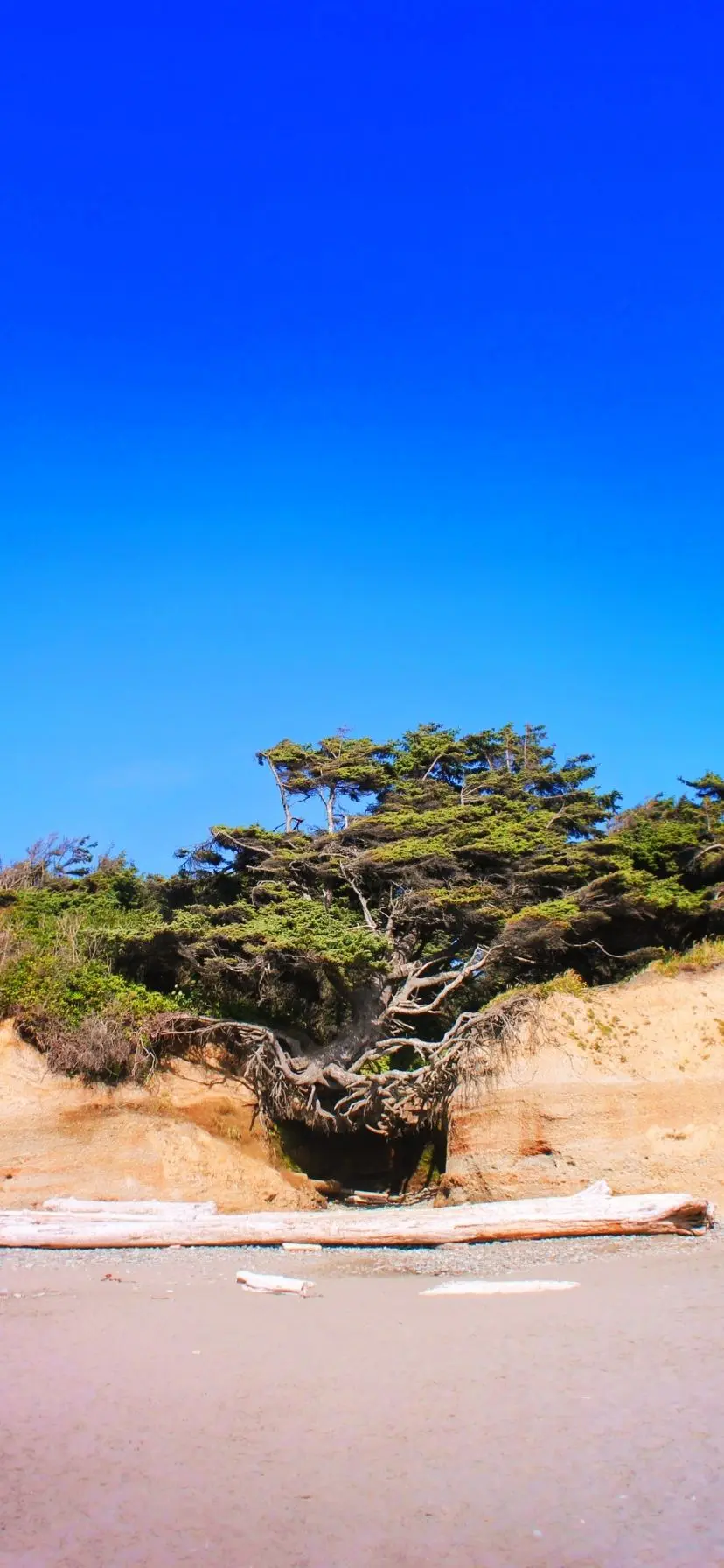 Hanging Tree at Kalaloch Beach Olympic National Park Web Story