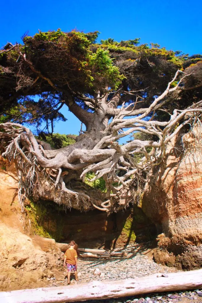 Hanging tree cave at Kalaloch Olympic National Park 5