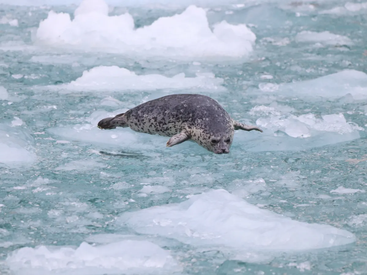 Harbor Seal on Iceberg in Kenai Fjords National Park Alaska 1