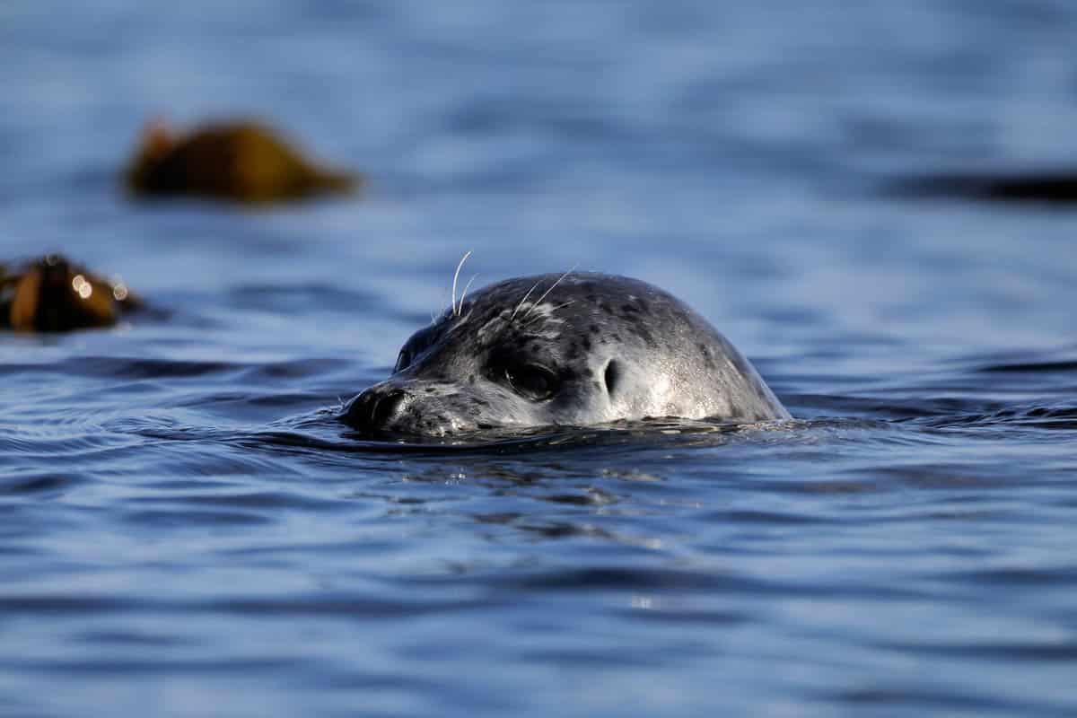 Harbor Seal with Kayaking Kodiak Alaska 1-2