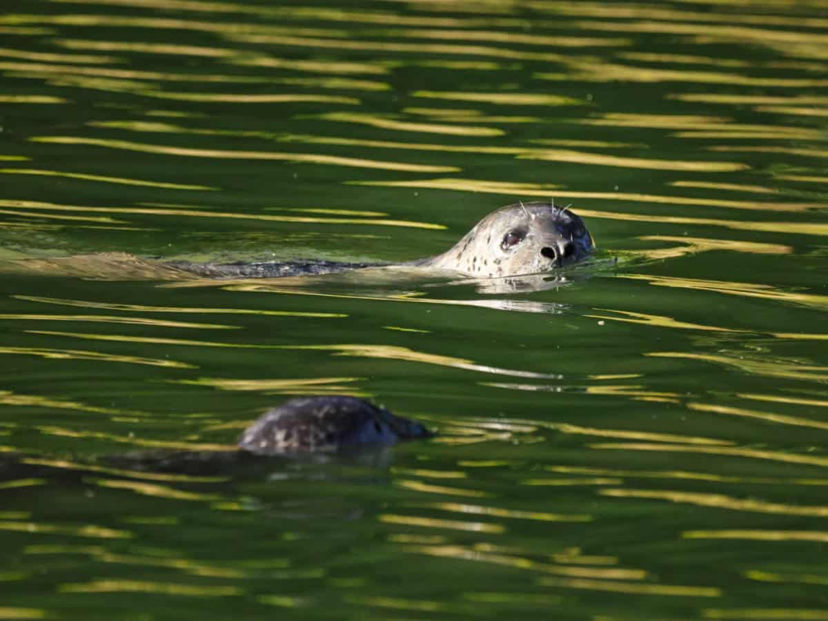 Harbor Seals in Bartlett River in Glacier Bay National Park Gustavus Alaska 1