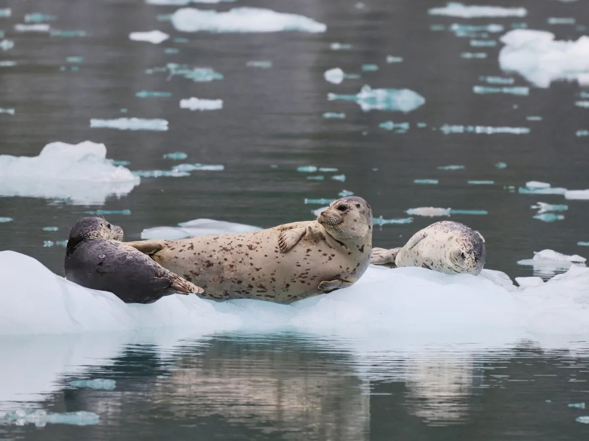 Harbor Seals on Iceberg in Kenai Fjords National Park Alaska 3