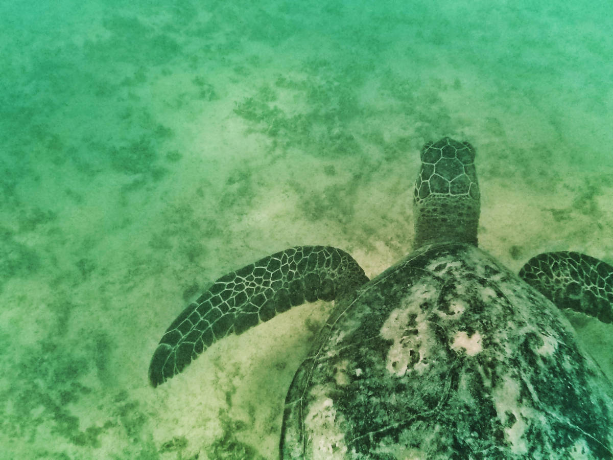 Hawaiian green sea turtle at beach Lanikai Kailua Oahu 10
