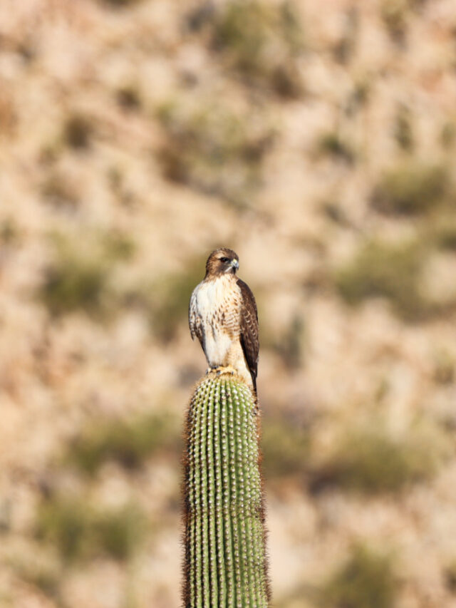 Hawk on Saguaro Cactus at Saguaro National Park Tucson Arizona 1