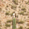 Hawk on Saguaro Cactus at Saguaro National Park Tucson Arizona 1