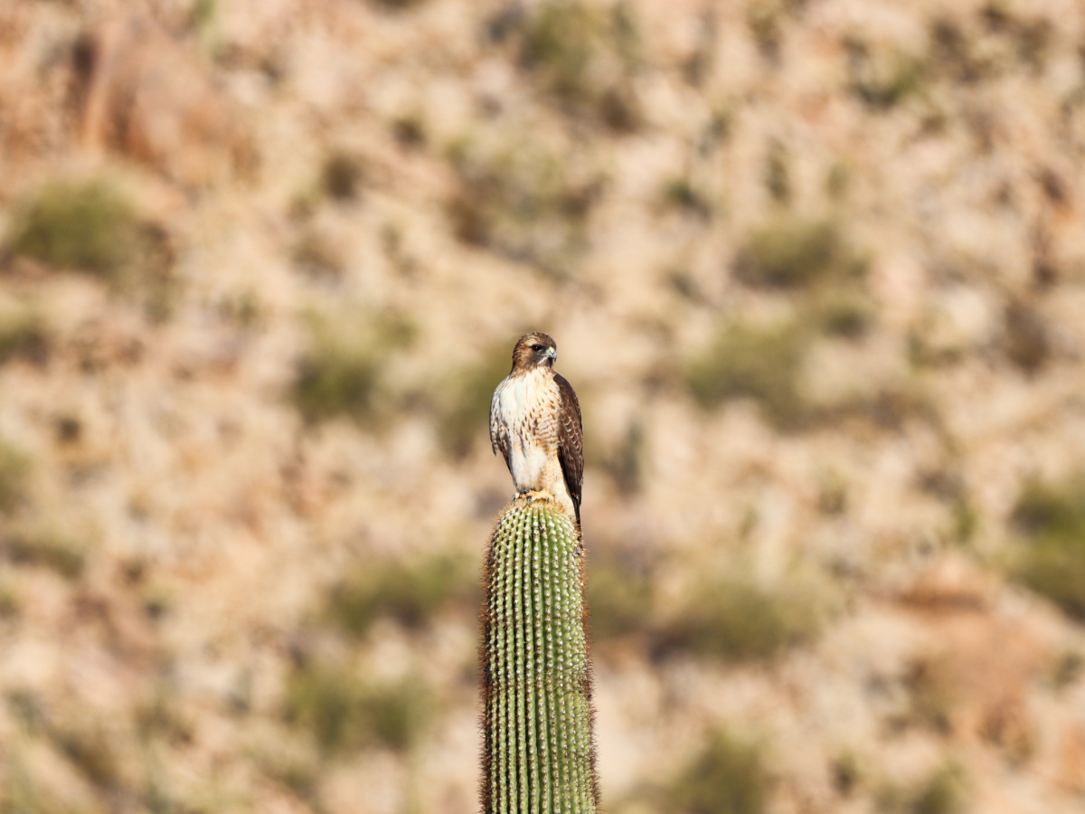 Hawk on Saguaro Cactus at Saguaro National Park Tucson Arizona 1