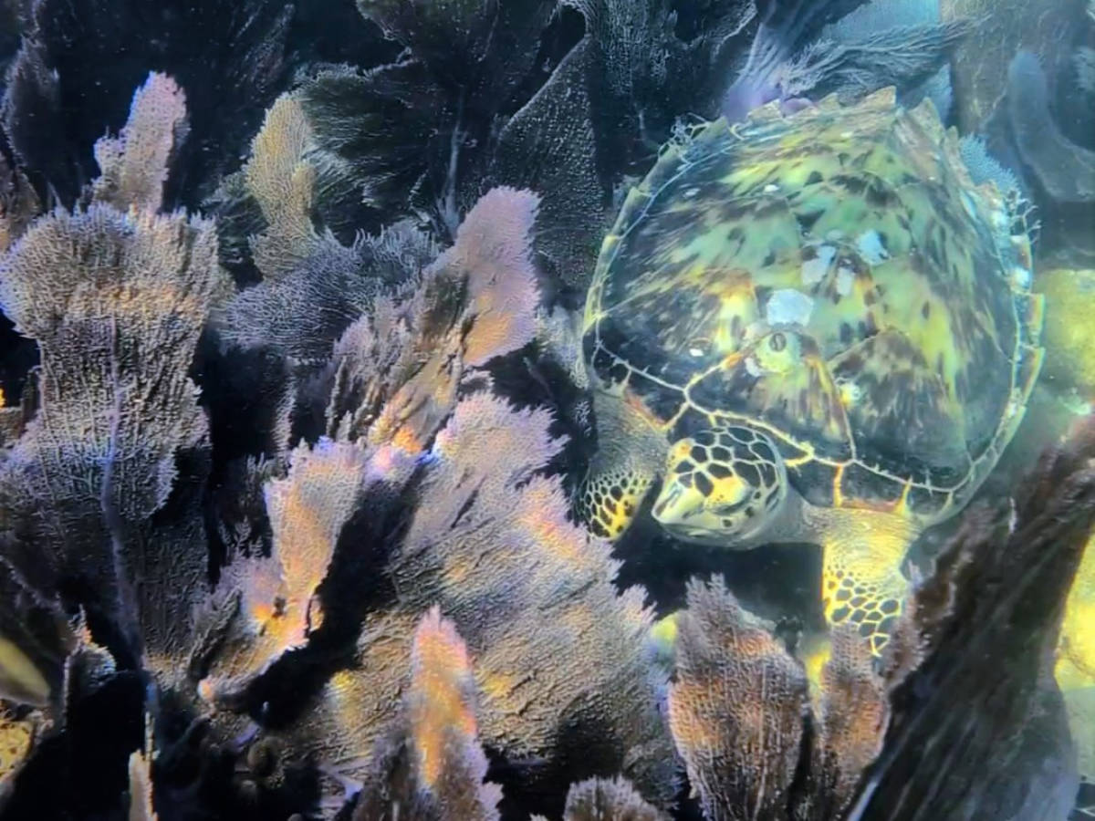 Hawksbill Sea Turtle on Eastern Dry Rocks Reef with Sunset Watersports Rise and Reef Snorkeling Tour Key West Florida Keys 1