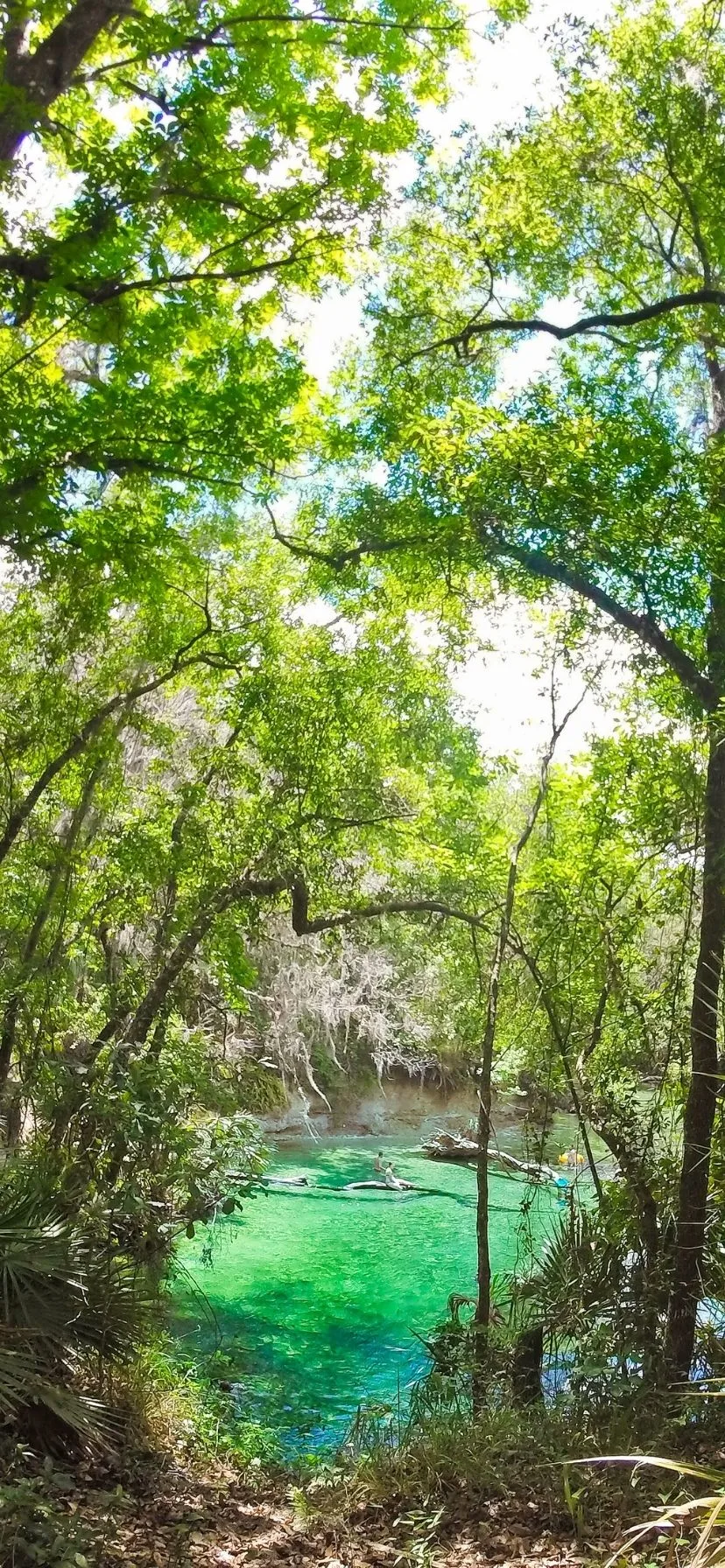 Headspring at Blue Spring State Park Florida