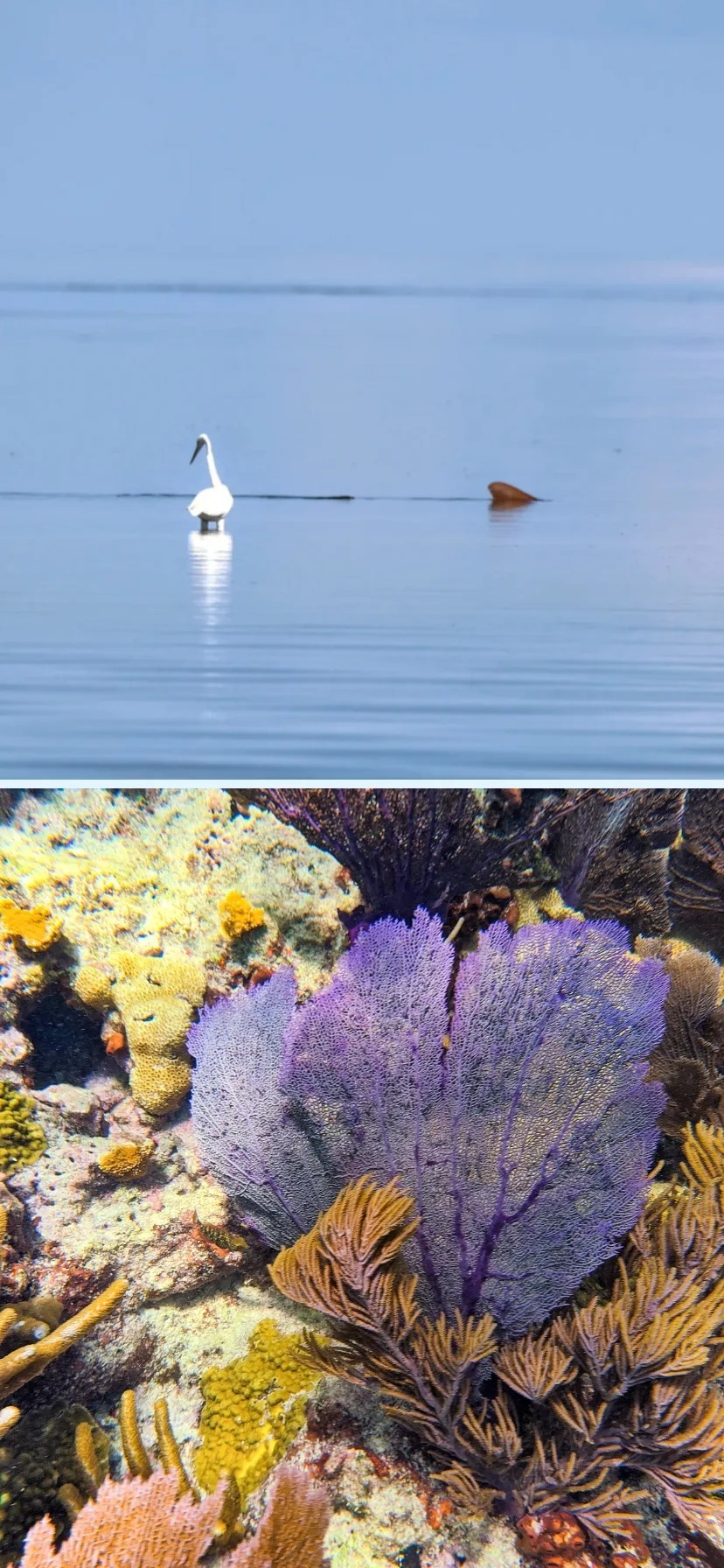 Heron with Shark and Sea Fans in Florida Keys