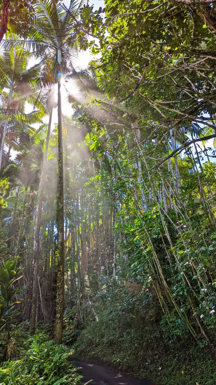 Hiking Onomea Bay Trail on Mamalahoa Highway Hilo Big Island Hawaii