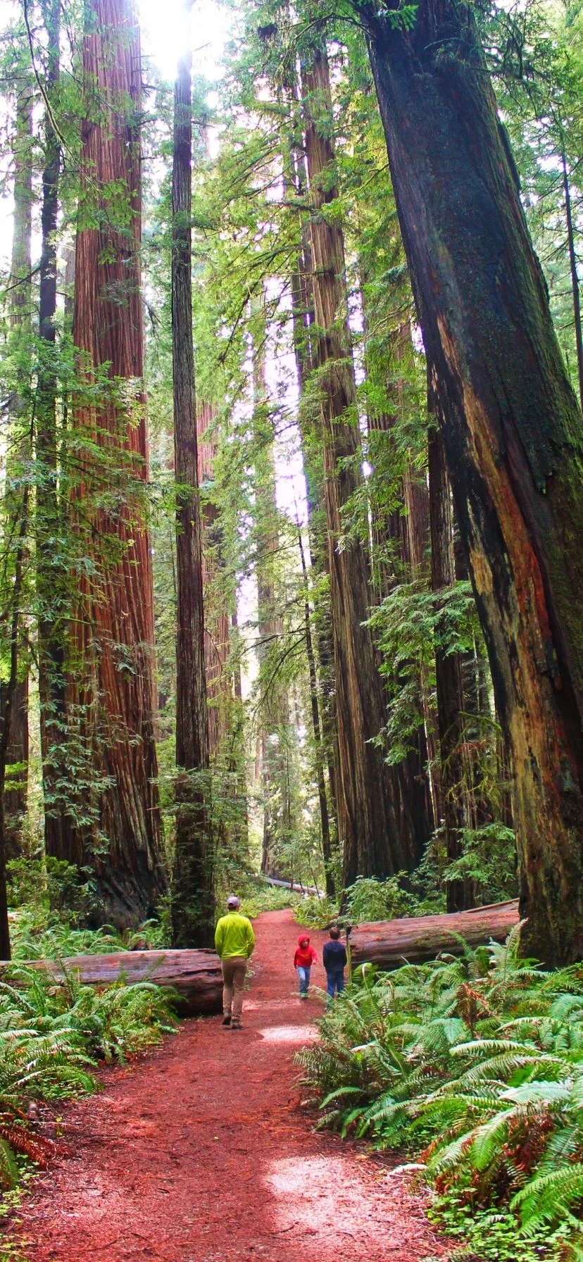 Hiking in Redwoods National Park California