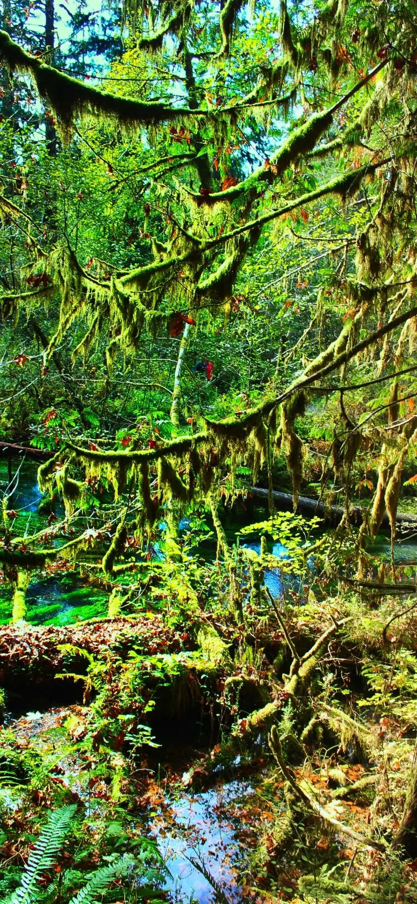 Hoh Rainforest Near Ruby Beach Olympic National Park Web Story