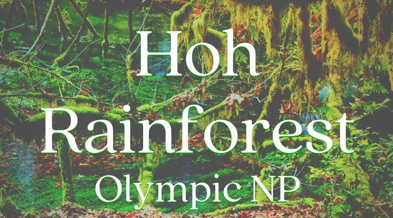 Everything you need to know about exploring the Hoh Rainforest in Olympic National Park. Trail recommendations, wildlife to watch for, and photography tips. #NationalPark #Washington