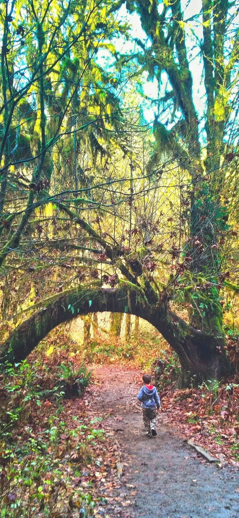 Hoh Rainforest Olympic Peninsula Things to Do