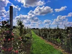 Honeycrisp Apples at orchard outside Rochester New York 2