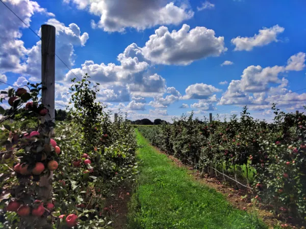 Honeycrisp Apples at orchard outside Rochester New York 2