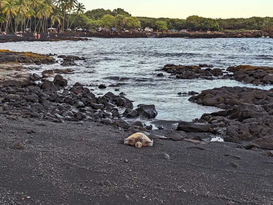 Honu Green Sea Turtle on Black Sand Beach Punlaluu Big Island Hawaii 3