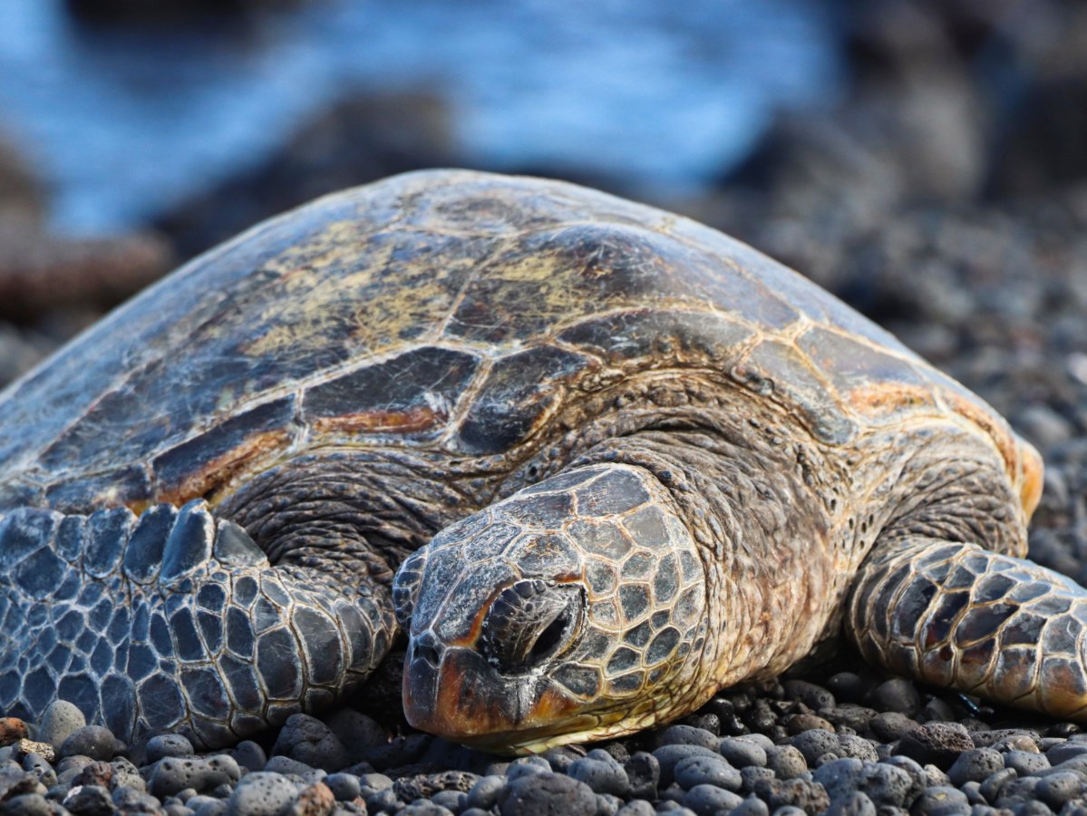 Honu Hawaiian Green Sea Turtle at Punaluu Black Sand Beach Big Island Hawaii 10